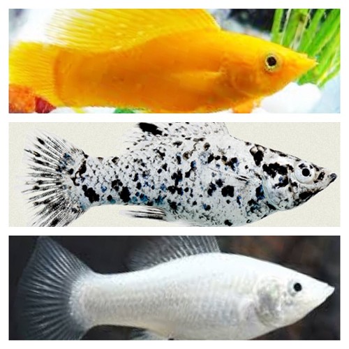 Poecilia velifera mixed colors - Molly voile couleurs mélangées M